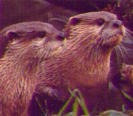 plyotter.jpg - 10525 Bytes