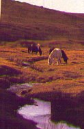 plyponies.jpg - 7194 Bytes