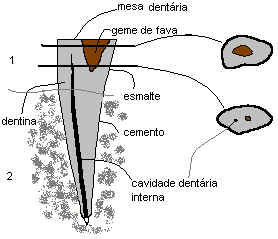 Parte interna de um dente