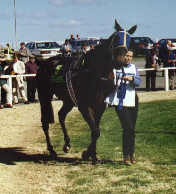 Buster Brookfield in the parade ring