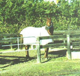unknown horse