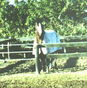 another unknown horse