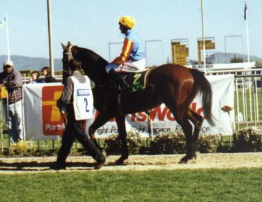 Sunline before the race