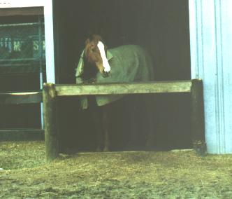 mystery horse?!?!
