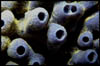 coral01