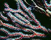 coral03