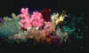 coral04