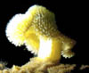 coral06