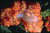 coral07