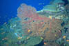 coral08