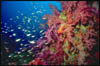 coral10