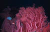 coral11