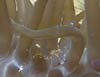 crus16