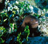 eel01
