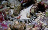 eel02