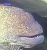eel03