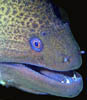 eel04