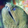 eel05