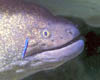 eel06
