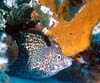 eel07