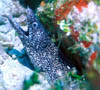 eel08
