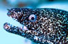 eel09