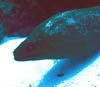 eel10