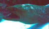 eel11