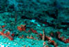 eel13