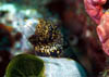 eel14