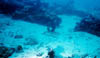 eel15