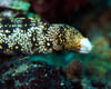 eel16