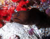 eel18