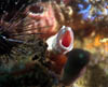 eel19