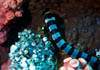 eel20