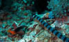 eel21