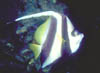fish01