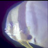 fish04
