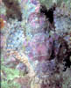 fish05