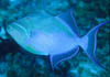 fish06