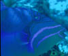 fish07