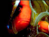 fish08