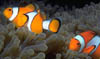 fish09