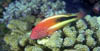 fish10