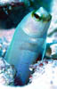 fish12