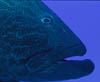 fish13