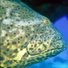 fish14