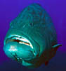 fish15