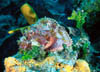 fish16