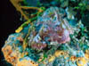 fish17